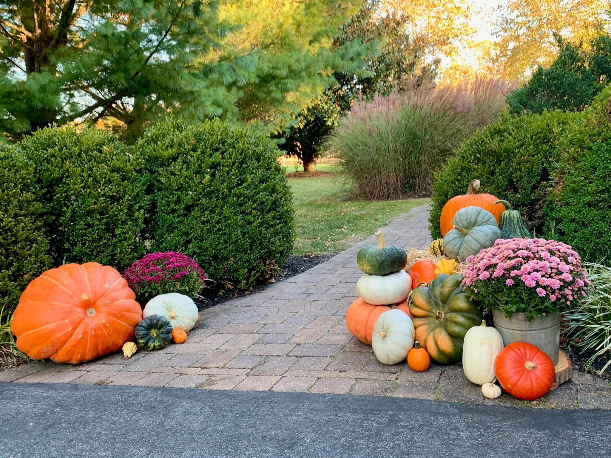 Pumpkins and mums along a garden pathway